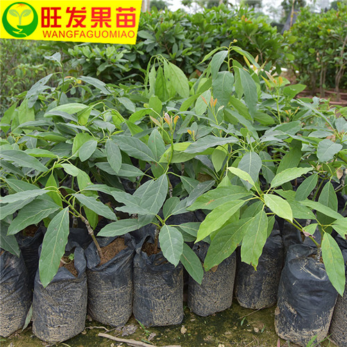 广东牛油果苗价格，广东牛油果苗批发 