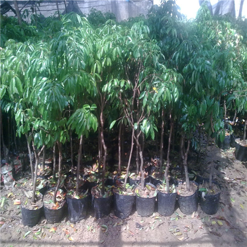 广东三月红荔枝苗，广东荔枝苗，广东果树苗 