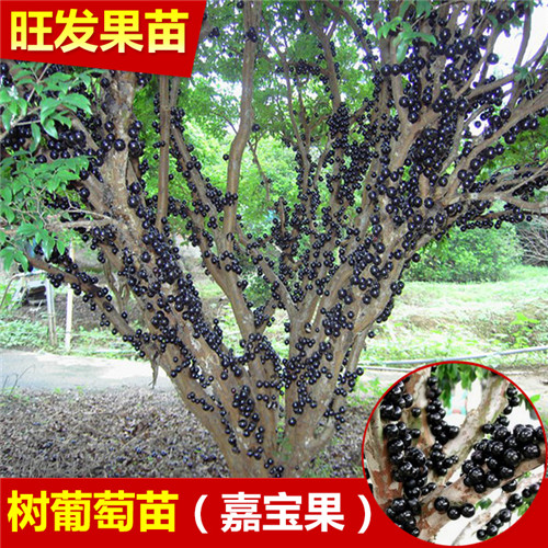 哪里有嘉宝果苗卖？广东嘉宝果基地 