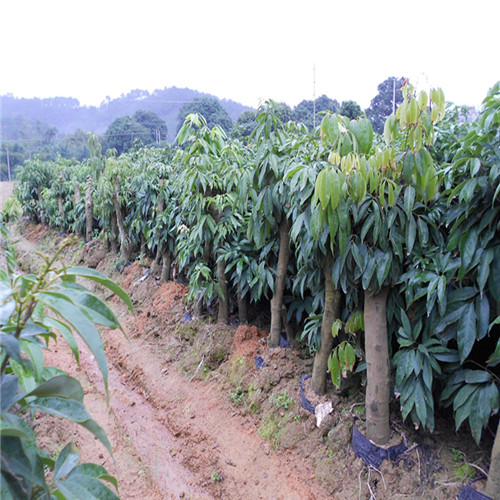 东莞香荔苗基地，东莞香荔苗 