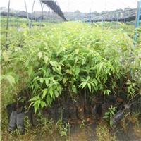 台湾樱花苗价格，广东台湾樱花苗 