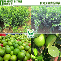 广东无籽青柠檬批发，广东柠檬苗，广东果苗 