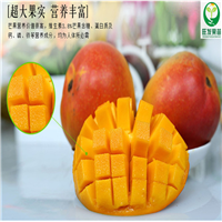 新品种澳芒芒果果树苗批发 