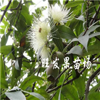 东莞水蒲桃苗，批发水蒲桃苗，东莞果苗 