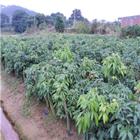 惠州香荔苗价格，惠州香荔苗批发 