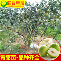 深圳大青枣苗，深圳大青枣苗价格 