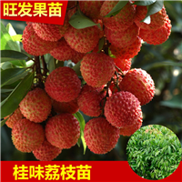 广东桂味荔枝苗，惠州桂味荔枝苗，惠州果苗 