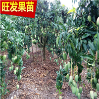 清远芒果苗\清远台农一号芒果苗 