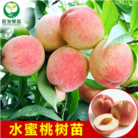 广东水蜜桃苗价格，广东水蜜桃苗基地 