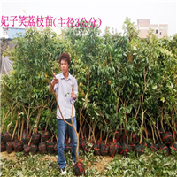 广东妃子笑荔枝苗价格，广东荔枝苗 
