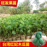 深圳番木瓜苗价格@深圳番木瓜苗 