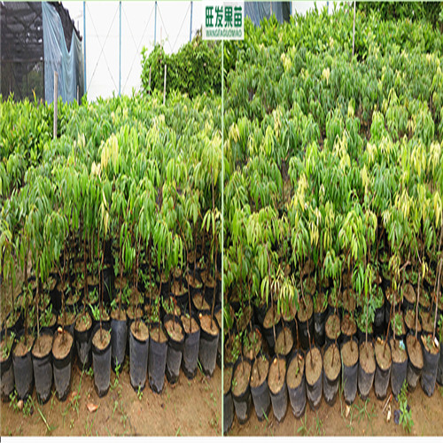 荔枝树苗，广东荔枝苗，东莞荔枝苗 