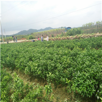 广东沃柑苗基地，广东沃柑苗，批发沃柑苗 