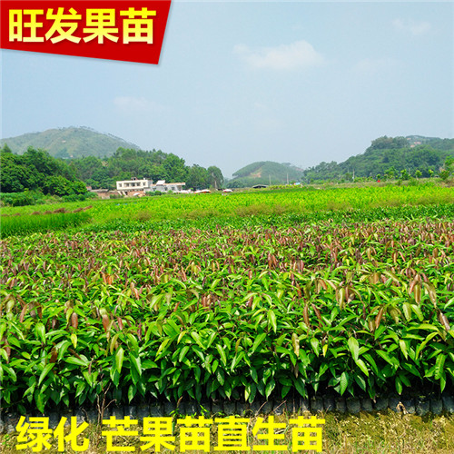 广东芒果直生苗|广东批发芒果苗 