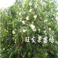 深圳水蒲桃苗基地，深圳水蒲桃苗，深圳果苗 