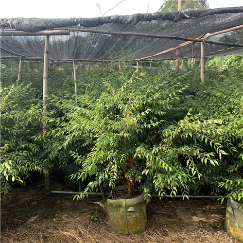 阿根廷嘉宝果