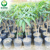 惠州果苗，惠州澳芒果苗，惠州出售澳芒果苗 