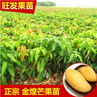 清远金煌芒果苗，清远金煌芒果苗批发 