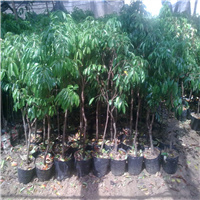 广东三月红荔枝苗，广东荔枝苗，广东果树苗 
