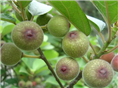 早结丰产果大优质—无花果 
