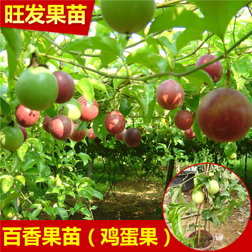 广东供应百香果苗，广东百香果苗价格 