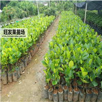 深圳四季菠萝蜜批发，深圳四季菠萝蜜价格 