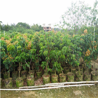 高产量荔枝苗，广东荔枝苗，东莞荔枝苗 