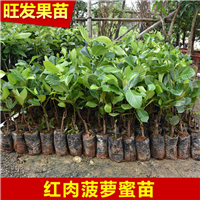 东莞红肉菠萝蜜苗价格、东莞红肉菠萝蜜苗 