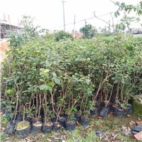 深圳桂花苗，深圳桂花苗，深圳绿化苗 