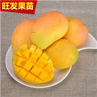 深圳芒果苗\深圳台农一号芒果苗 