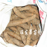 惠州牛大力苗价格，惠州牛大力苗批发 