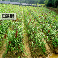 惠州芒果直生苗|惠州芒果苗价格 