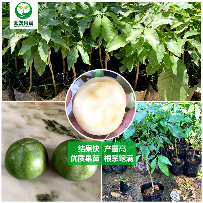 广东白柿冰淇淋果苗