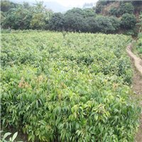 广东荔枝苗基地，广东荔枝苗，广东果苗 