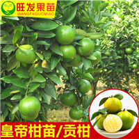 广东皇帝柑苗基地@大量出售皇帝柑 