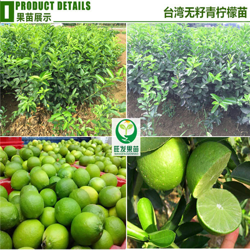广东无籽青柠檬批发，广东柠檬苗，广东果苗 