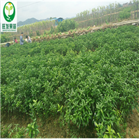 哪里有沃柑苗批发？深圳沃柑苗，深圳果苗 