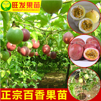 广东百香果苗，惠州百香果苗，惠州果苗 