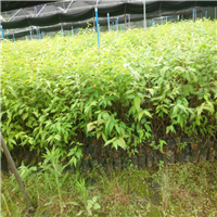 广东台湾樱花苗批发，广东台湾樱花苗 