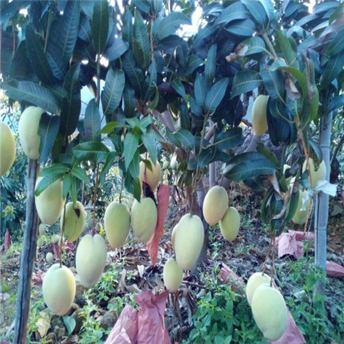 深圳果苗，深圳凯特芒果苗，深圳凯特芒果基地 