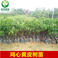 广东黄皮苗价格，广东出售黄皮苗 