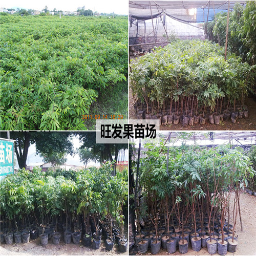 石硖龙眼苗、深圳龙眼苗、深圳果树苗 