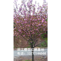 浙江樱花哪里有？ 