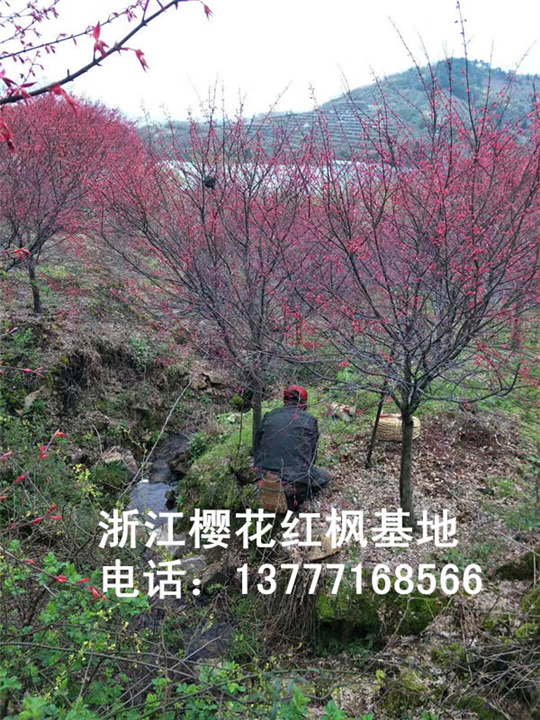 浙江樱花苗 