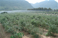★★浙江蓝莓基地，浙江蓝莓批发价格