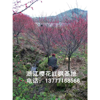 浙江樱花苗 