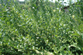 ★★新昌蓝莓，绍兴蓝莓小苗