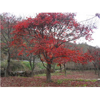 浙江红枫，新昌红枫基地 
