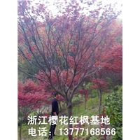 浙江红枫 
