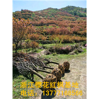 浙江红枫 